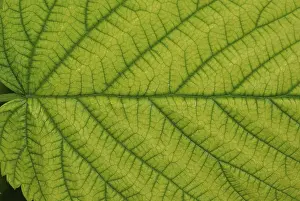 Uninhabited Landscapes Impressions: Top side of a raspberry leaf