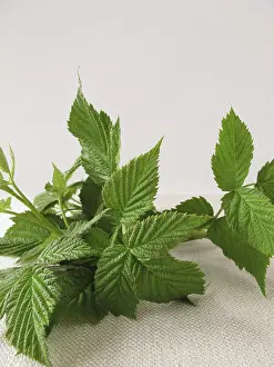 Alternative Medicine Plants Impressions: Raspberry leaves for raspberry leaf tea