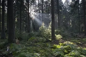 Fagus Sylvatica Images Impressions: Rays of light in the common beech (Fagus sylvatica)