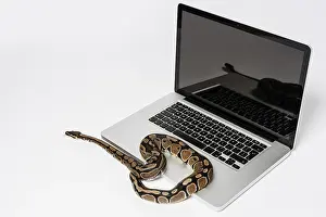 Images Liées Impressions: Un Python réel et un ordinateur portable utilisant la programmation orientée objet.