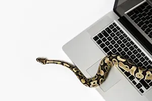 Images Liées Impressions: Serpent python réel et ordinateur portable.
