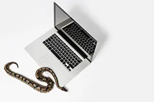 Images Liées Impressions: Snake python réel et ordinateur portable.