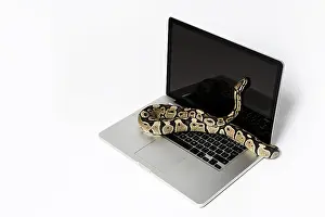 Images Liées Impressions: Snake python réel et ordinateur portable.