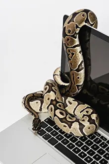 Images Liées Impressions: Python Réel et Ordinateur Portable : Développement de Logiciels avec un Langage de Programmation Élevé