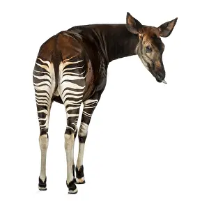 Impressions de Vue arrière d'un okapi, regardant derrière, enfonçant sa langue, Okapia johnstoni, isolé sur blanc Okapi Impressions: Vue arrière d'un okapi, regardant derrière.