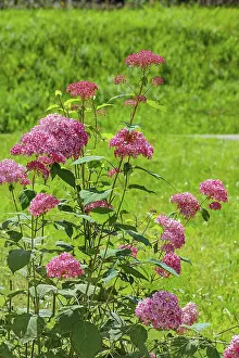 Hydrangea Macrophylla Impressions: Red bigleaf hydrangea (Hydrangea macrophylla)