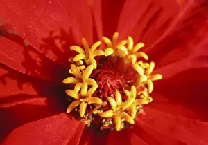 Colorful Summer Flowers Impressions: Red bloom