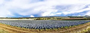 Scottish Farmland Landscape Impressions: Red Cabbage on Scottish fields
