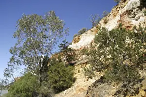 Rocky Cliff Landscape Impressions: Red cliffs with Eucalyptus trees and pine trees