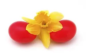 Red Coloured Flowers Impressions: Red easter eggs with a daffodil