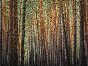 Coniferous Tree Landscape Impressions: Red and orange in a pine forest