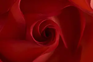Macro Flower Photography Impressions: Red rose