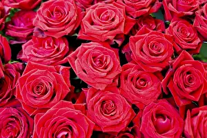 Red Background Flowers Impressions: Red roses