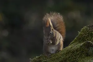 Rodent Mammal Impressions: Red squirrel (Sciurus) on rootstock