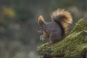 Eurasian Red Squirrel Pictures Impressions: Red squirrel (Sciurus) on rootstock