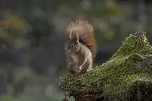 Eurasian Red Squirrel Image Impressions: Red squirrel (Sciurus) sitting on a rootstock