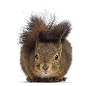 Eurasian Red Squirrel Image Impressions: Red squirrel in front of a white background