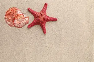 Sandy Beach Scene Impressions: Red starfish and shell on sandy background