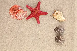 Red Starfish Impressions: Red starfish and shell on sandy background