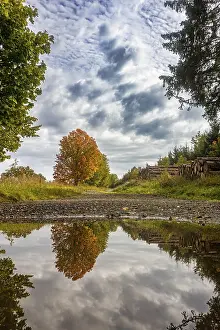 Deciduous Tree Reflection Impressions: Reflection of autumn deciduous tree maple in puddle