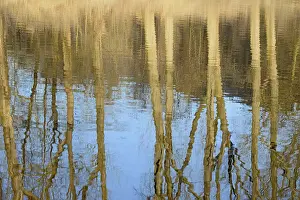 Water Surface Reflections Germany Impressions: Reflection of deciduous trees on the water surface