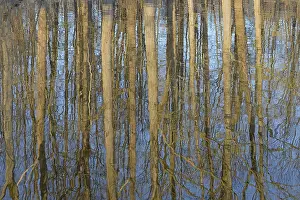 German Waterfront Scene Impressions: Reflection of deciduous trees on the water surface