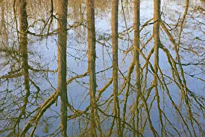 Deciduous Trees Reflection Impressions: Reflection of deciduous trees on the water surface