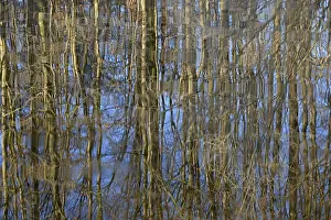 German Waterfront Landscape Impressions: Reflection of deciduous trees on the water surface