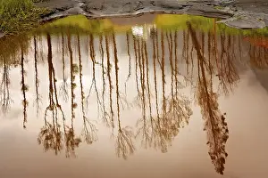 Lac Impressions: Réflexion de grands arbres dans le petit étang en automne à Java.