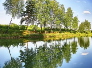 Deserted River Landscape Impressions: Reflection of trees in the river