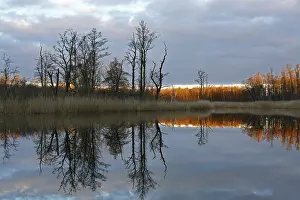 Evening Mood Germany Impressions: Reflection of trees in the water