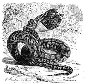 African Rock Python Impressions: Reptiles, african rock python (Python sebae)