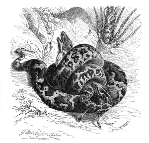 Snake Species Impressions: Reptiles, Bright indian python (Python molurus) is a species of snake in the python family