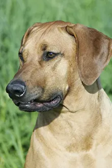Domestic Dog Impressions: Rhodesian Ridgeback