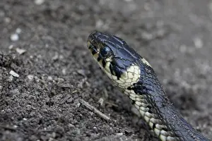 No People In The Wild Impressions: ring snake