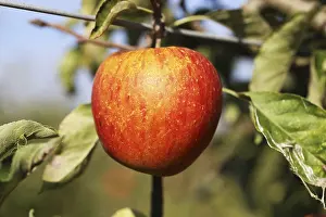 Deciduous Tree Fruit Impressions: Ripe apple on the tree