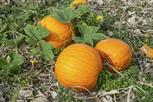Travel Photography Scandinavia Impressions: Ripe pumpkins on a field in Loderup