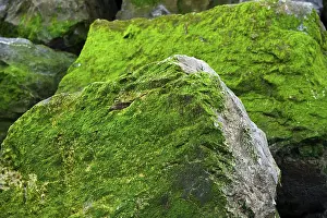 European Rock Formations Impressions: Rocks covered in algae, Corniche Basque