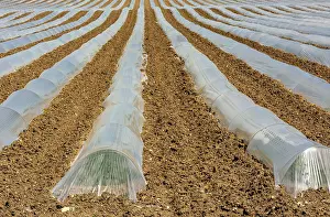 France Agricultural Landscape Impressions: Rows of crops underneath plastic