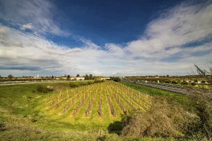 Agricultural Acreage Impressions: Rows of orchards in the countryside of Romagna