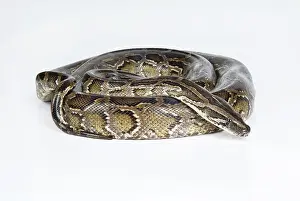Royal Python Impressions: Royal python on an isolated studio background