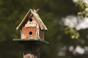 Bird Species Conservation Impressions: Rustic birdhouse amongst pine trees