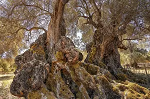 Olea Europaea Landscape Impressions: A rustic tree with a thick trunk