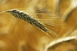 Autumn Harvest Impressions: Rye