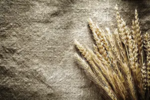 Agricultural Crops Impressions: Rye ears on sacking background