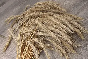 Agricultural Plant Impressions: Rye sheaf