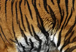 Predator Mammal Impressions: Sample of a tiger