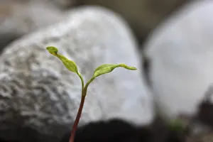 Deserted Daytime Plant Life Impressions: Sapling, shoot