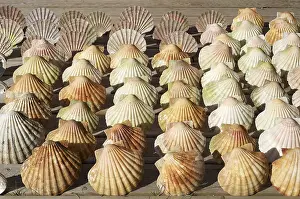 Seashell Decoration Impressions: Scallop shells