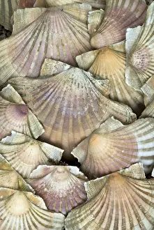 Conque Impressions: Coques, coquillages de mer.